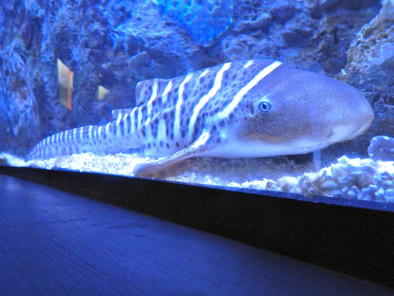 Zebrahaj fick ungar utan att para sig