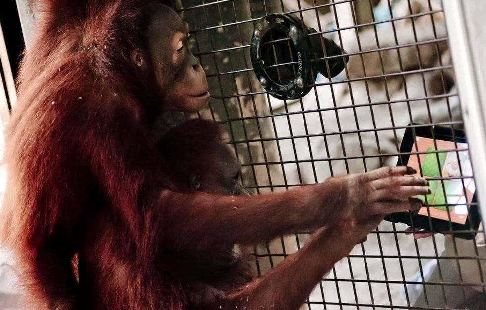 Tinder för orangutanger