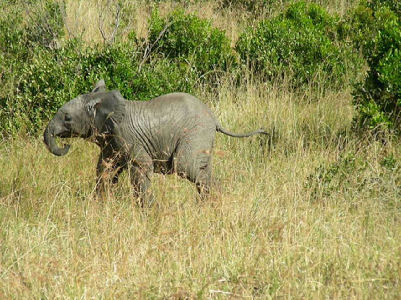 Full turist tog elefantunge som gisslan