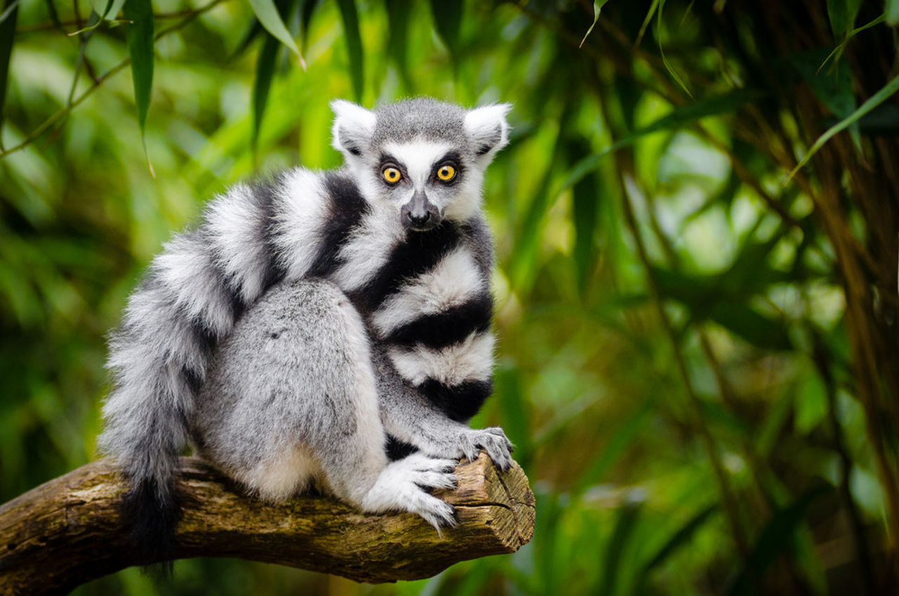 LemurFaceID kan identifiera lemurer