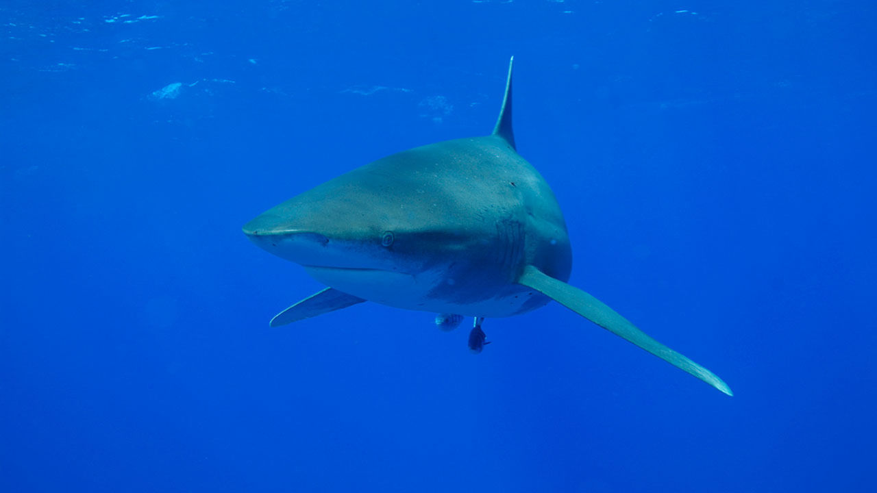 Blue Planet II på gång