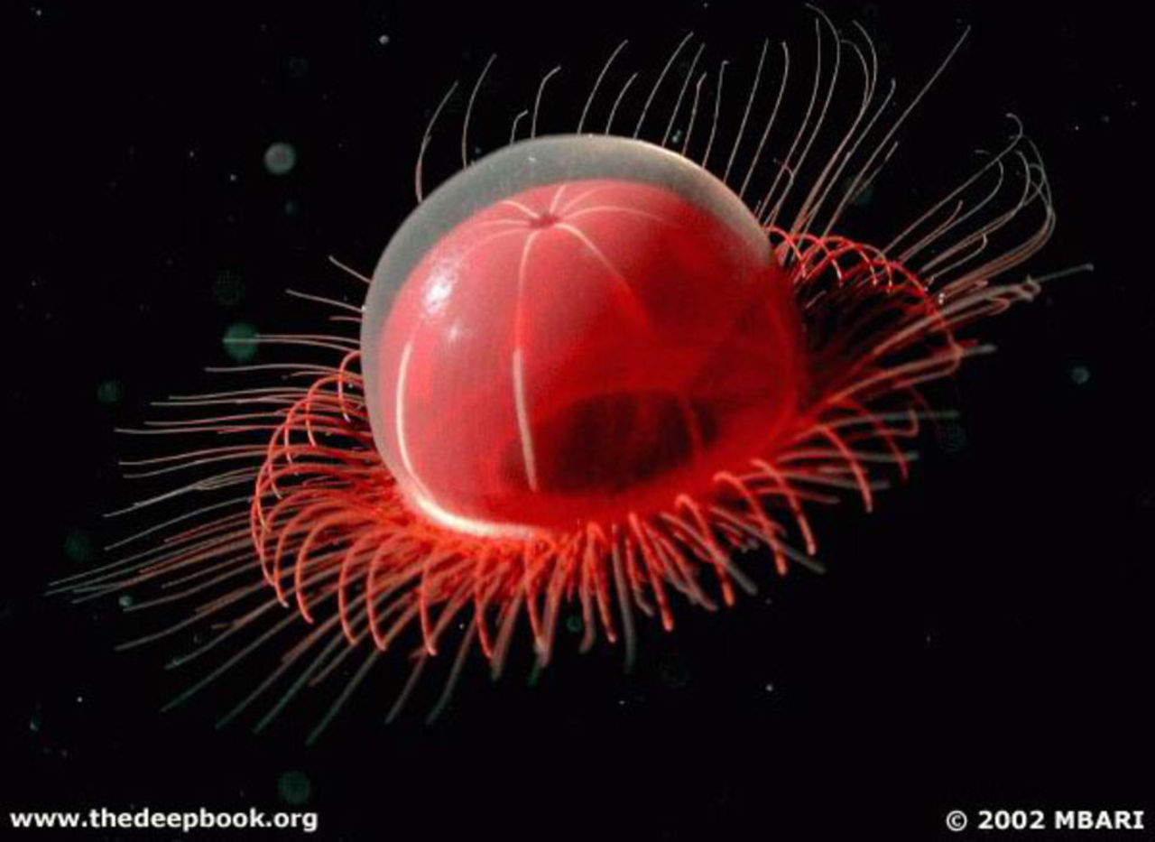 Balla undervattensdjur