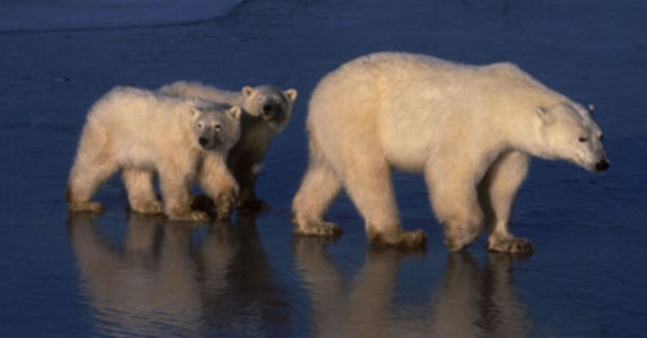 I kväll börjar Planet Earth!