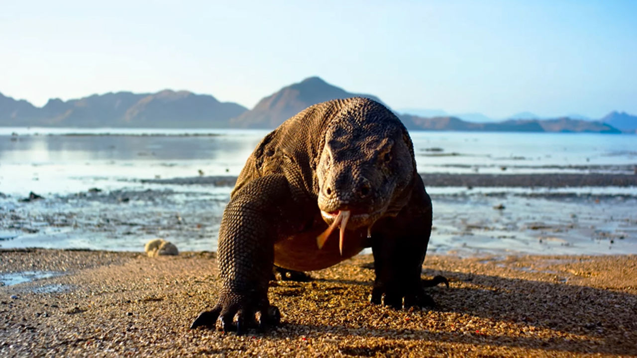 Vi blir lyckligare av att kolla på naturdokumentärer