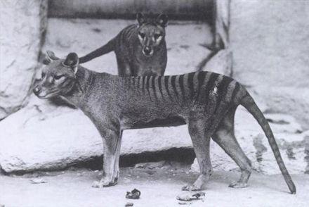 Tumnagel