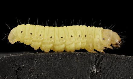 Tumnagel