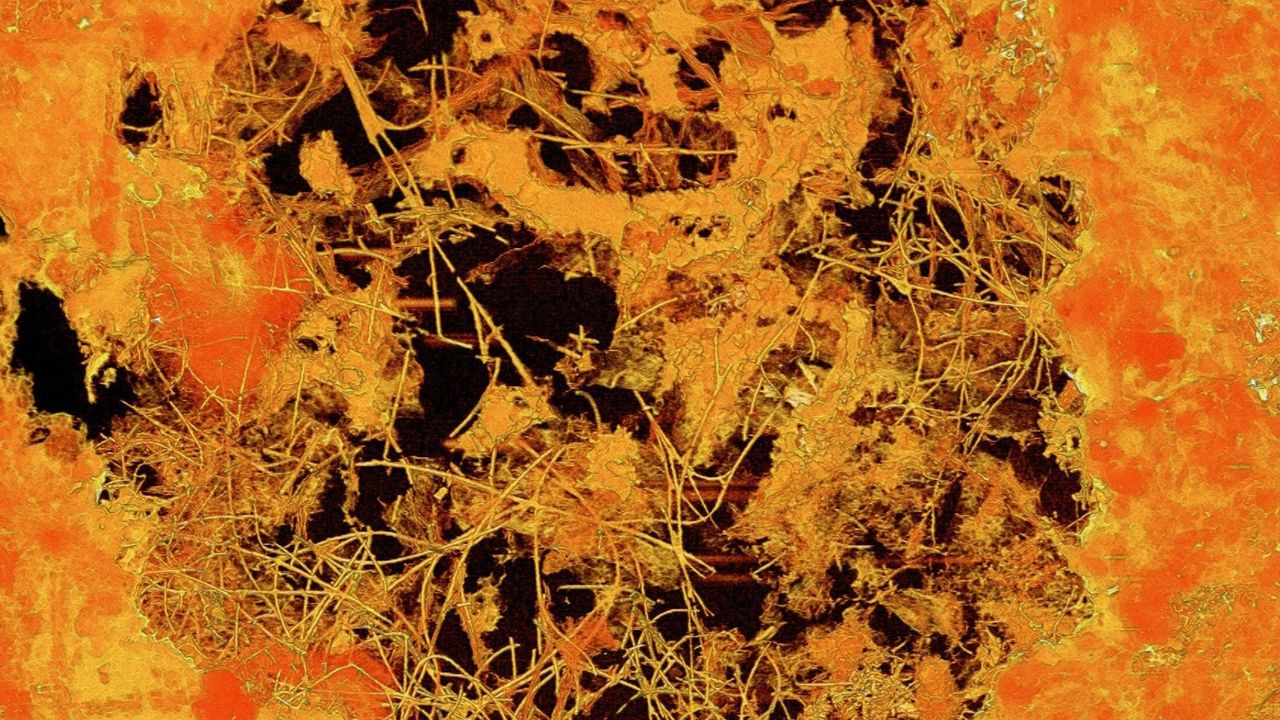 Fossil svampliknande organism hittad i lavastenar