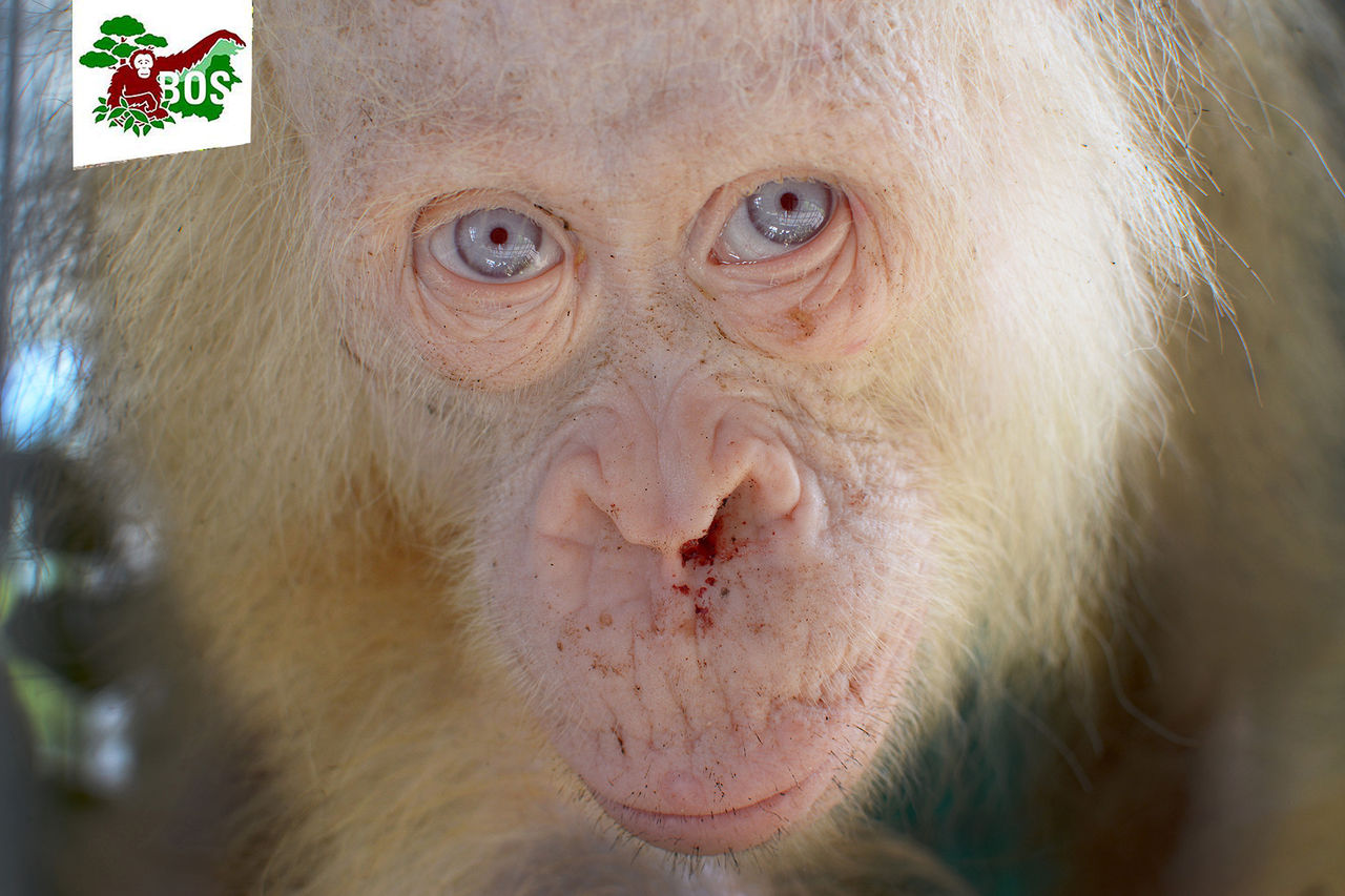 Albino-orangutang räddad ur fångenskap