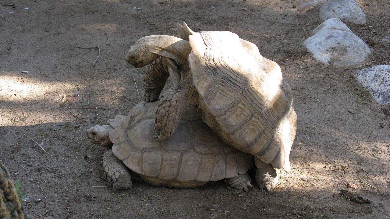 Måndagar är då vi ligger minst