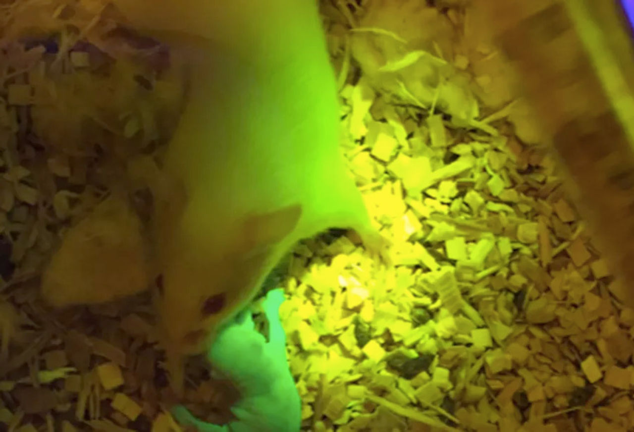 Mus med 3D-utskrivna äggstockar får ungar