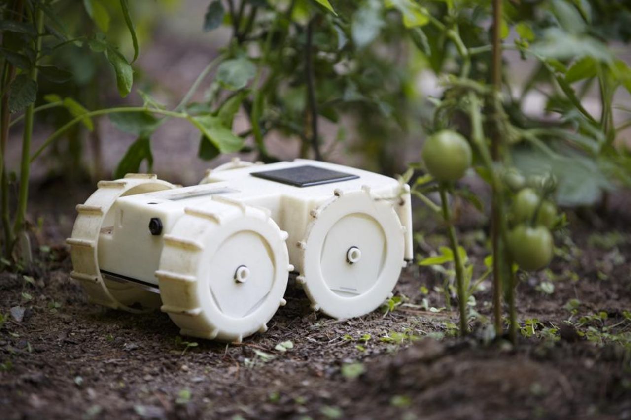 Tertill är en robot som rensar rabatten från ogräs