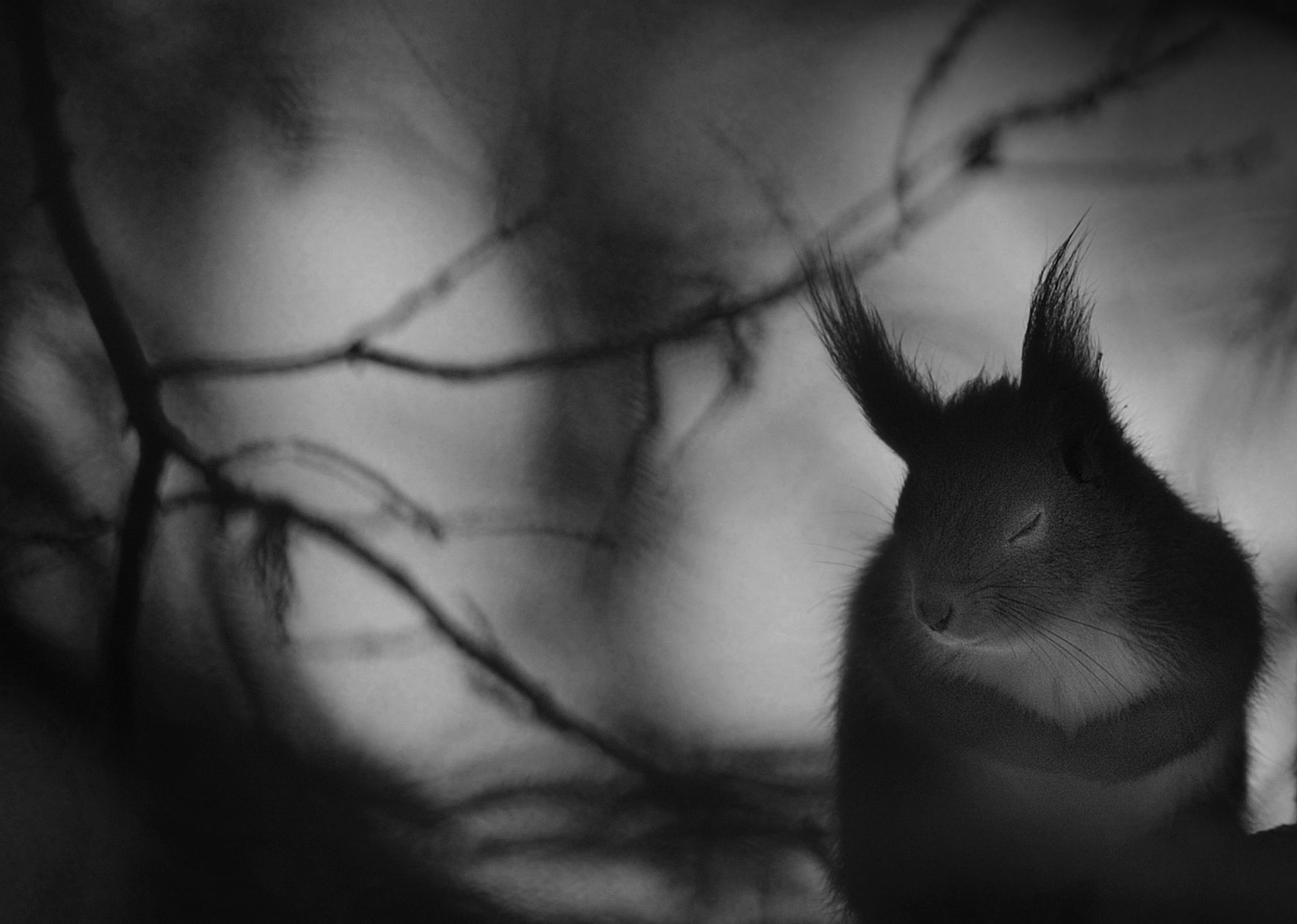 Mats Andersson utsedd till Årets naturfotograf