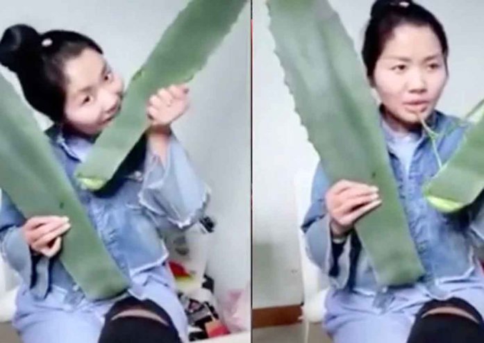aloe vera växt giftig aloe vera växt giftig
