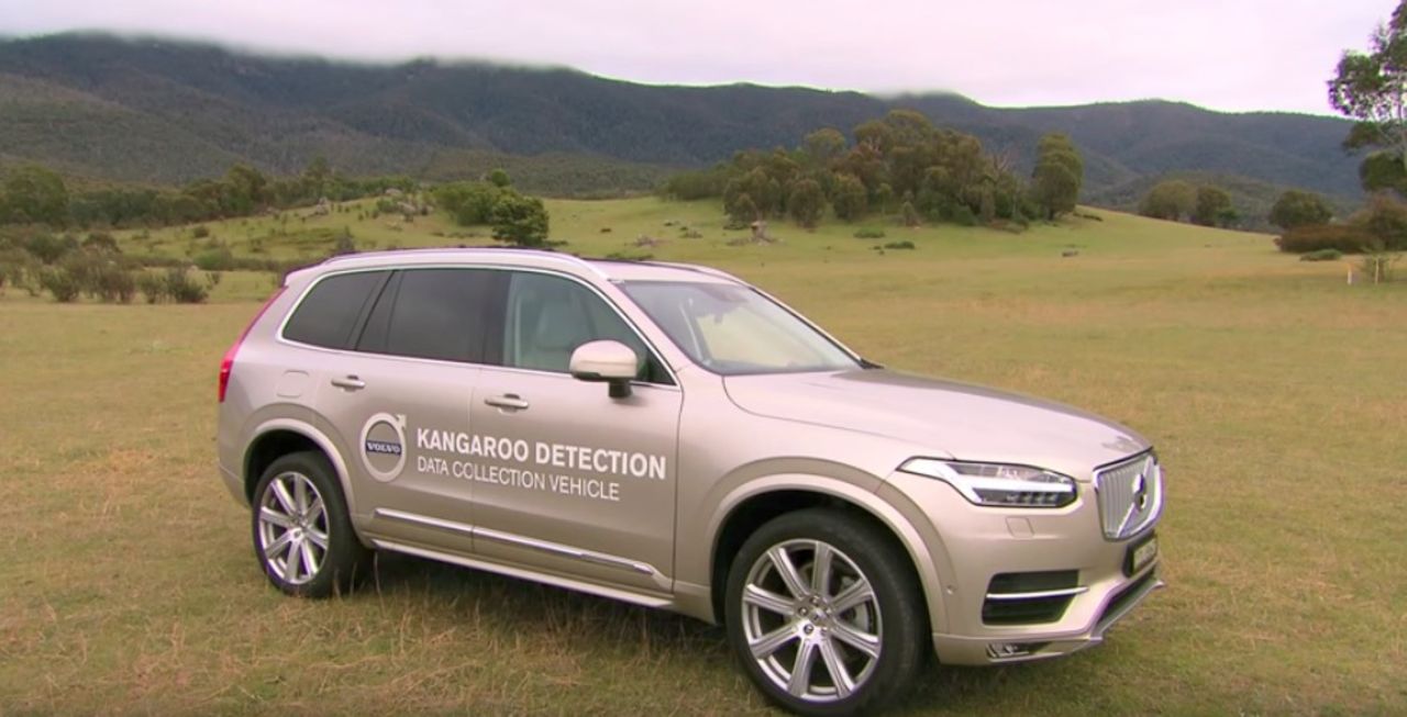 Volvo medger att deras bilar har svårt att upptäcka kängurur