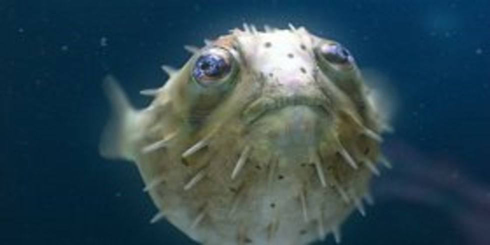 The Salmon Dance! Ingen Piku. Feber / Video