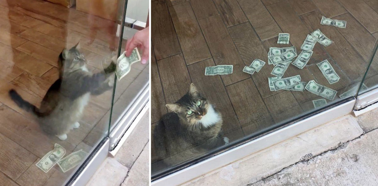 Katt tigger pengar i Tulsa