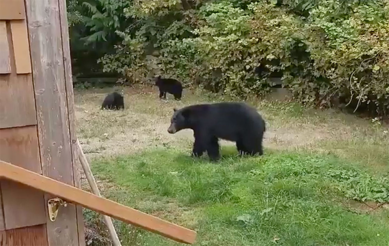 Kanadensare ber snällt björnar att gå iväg