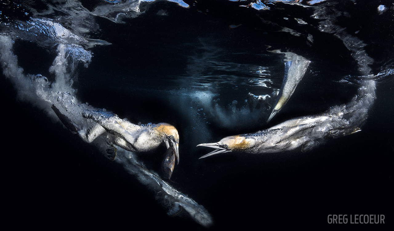 Här är vinnarna i fototävlingen Through Your Lens 