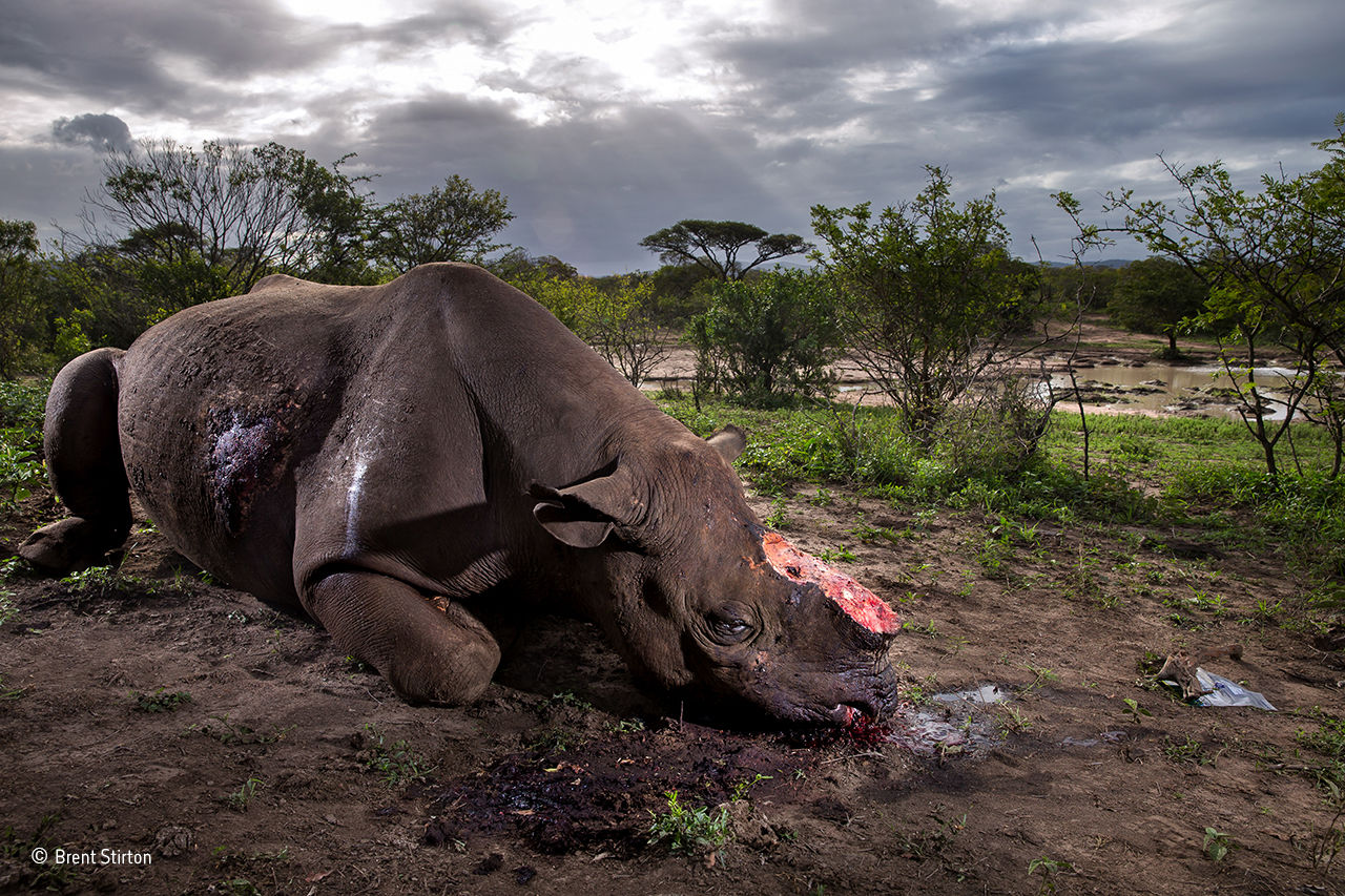 Här är vinnarna i Wildlife Photographer of the Year 2017