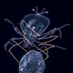Tumnagel