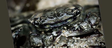 Tumnagel
