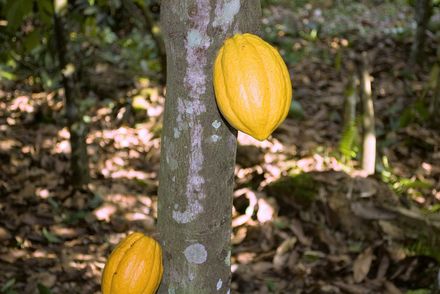 Tumnagel