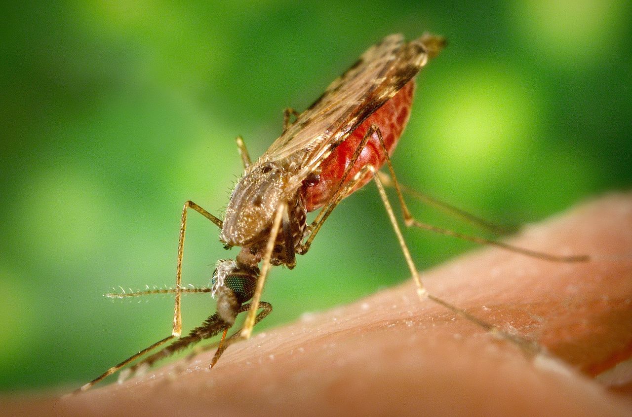 40 000 människor har räddats från att dö i malaria