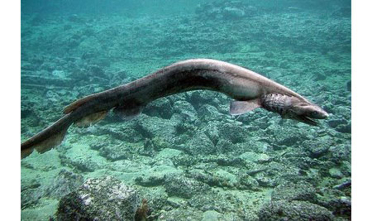 Lite fler bilder på Kråshajen