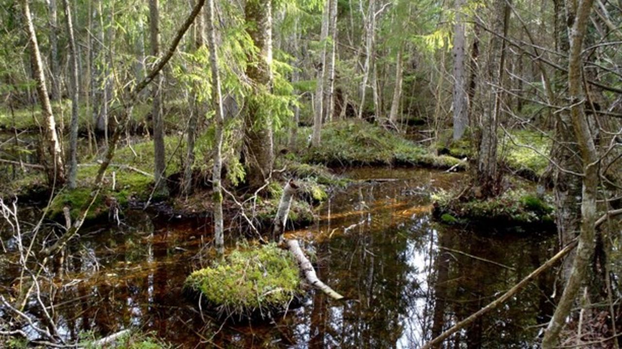 Gotland får två nya naturreservat