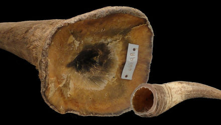 Tumnagel