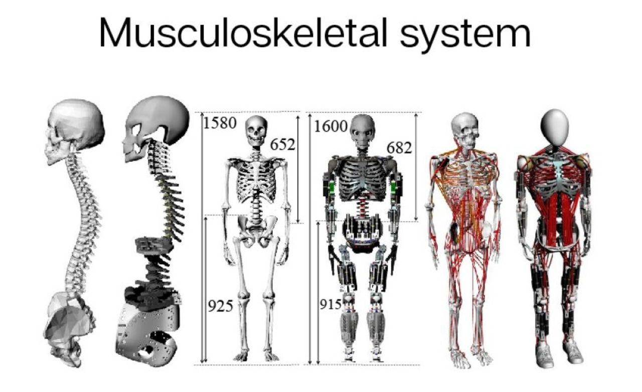 Roboten Kengoro är modellerad efter en människa