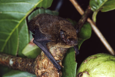 Tumnagel