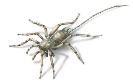 Tumnagel