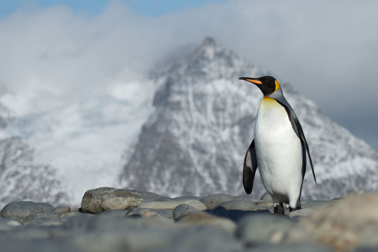 Kungspingviner måste flytta på grund av klimatet