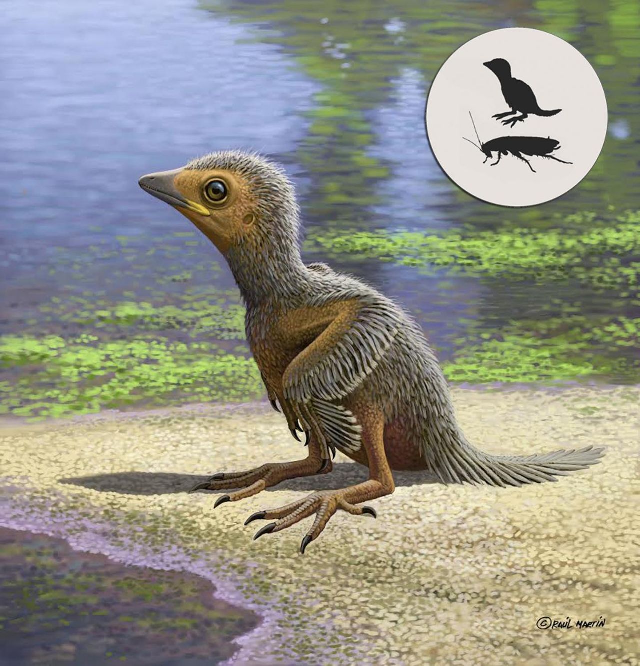 Fossil från jätteliten fågel hittat i Spanien