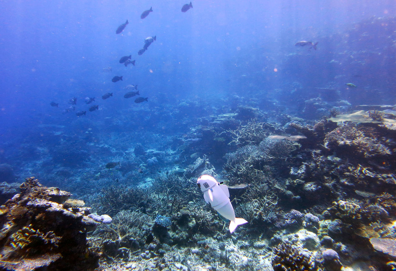 Robotfisken SoFi ska spana på fisk