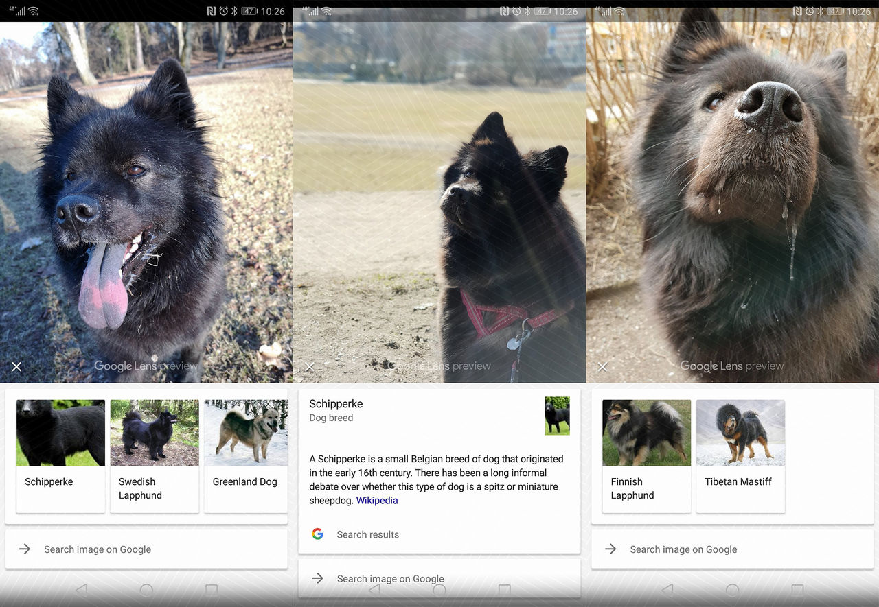 Google Lens kan identifiera hund och kattraser. Photos kan även