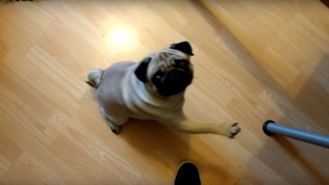 YouTuber som lärde hund att heila döms till böter