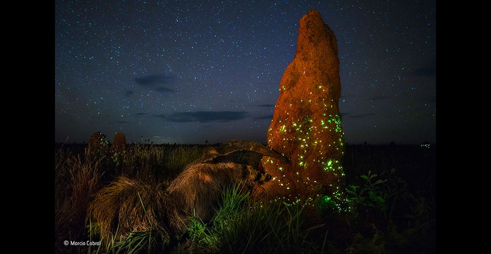 Wildlife Photographer of the Year diskade vinnande fotografi