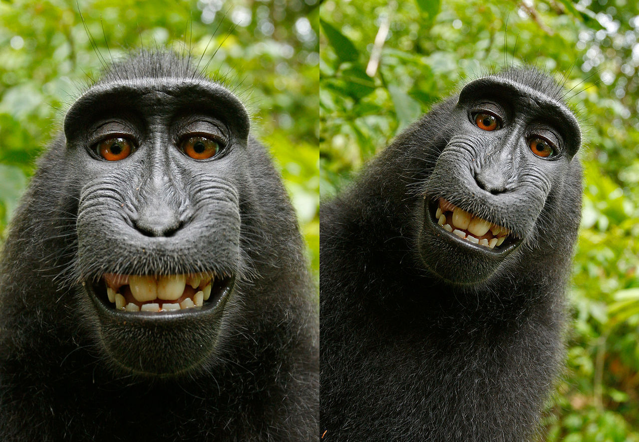 Historien om världsberömd ap-selfie blir film