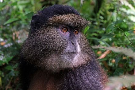 Tumnagel