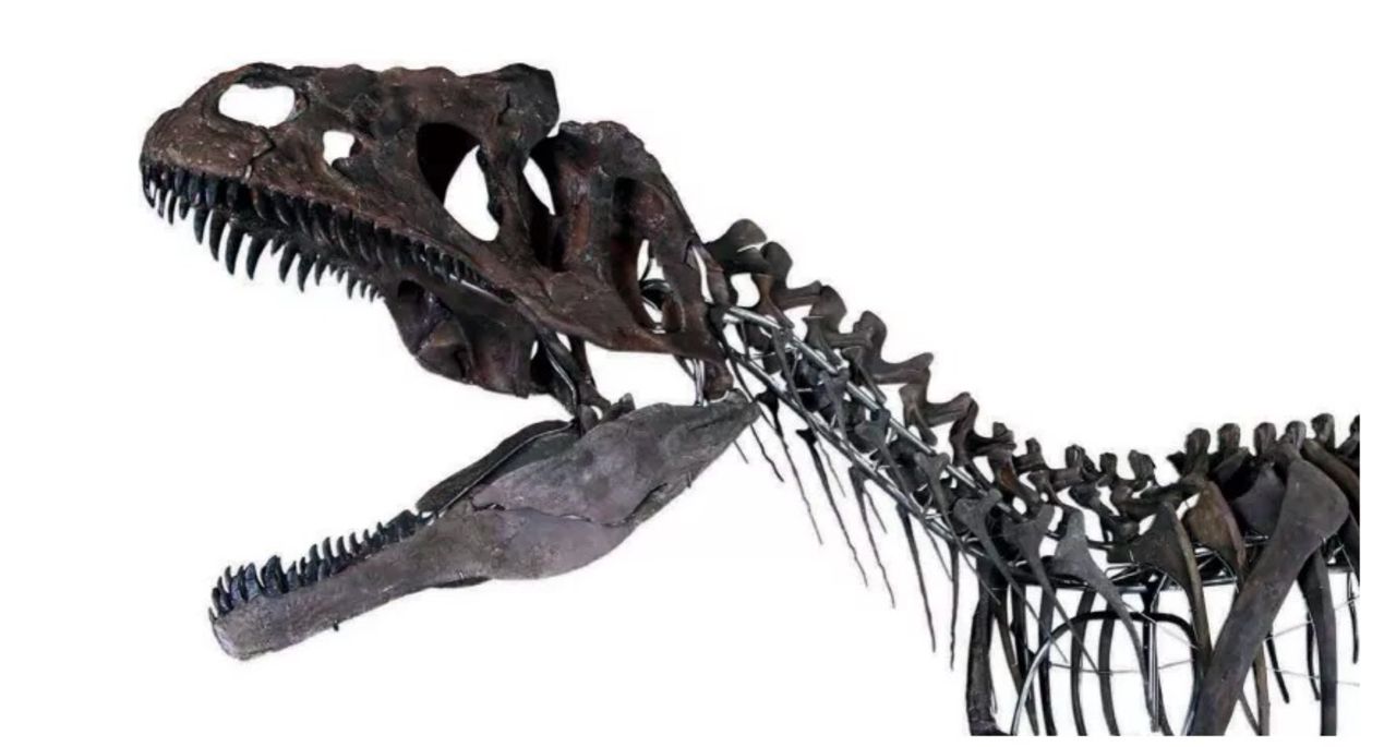 Dinosaurieskelett från okänd art sålt för 2 miljoner euro