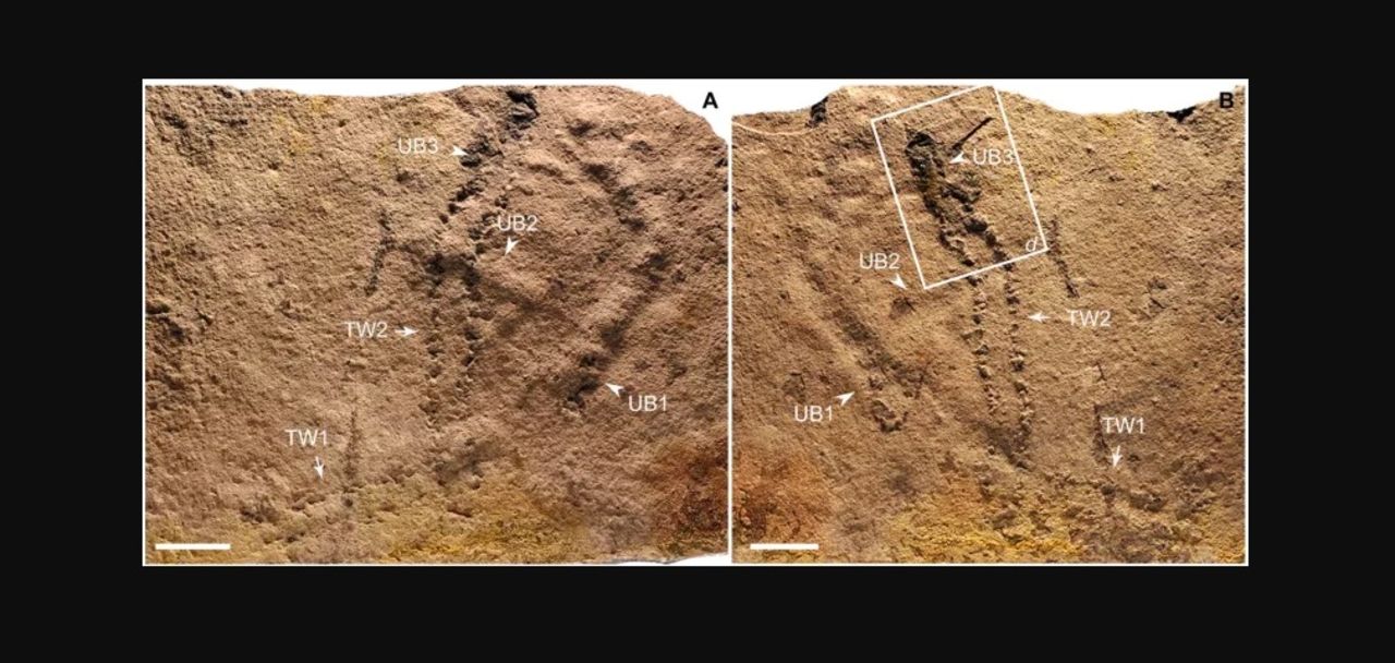 Det här är världens äldsta fotspår