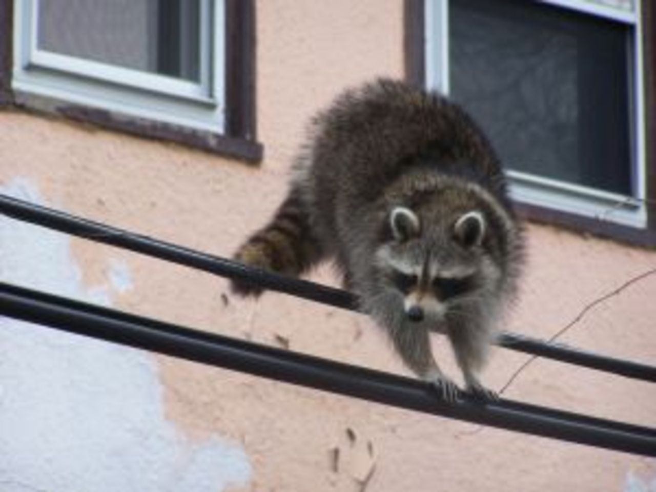 Tvättbjörnar sprider rabies i New York