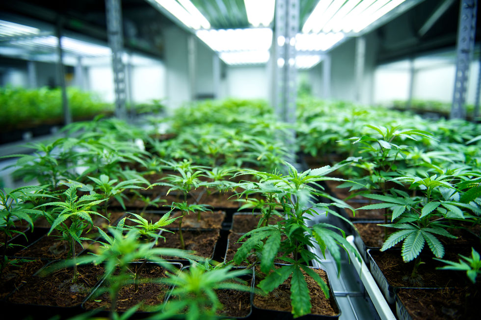 Första cannabis-företaget noteras på NASDAQ-börsen