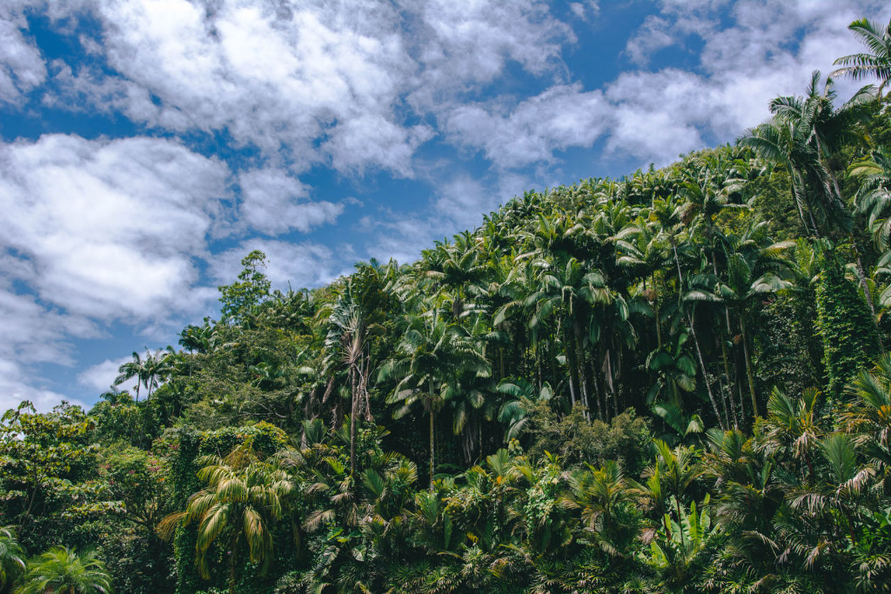 Över 200 miljöaktivister uppges ha mördats förra året