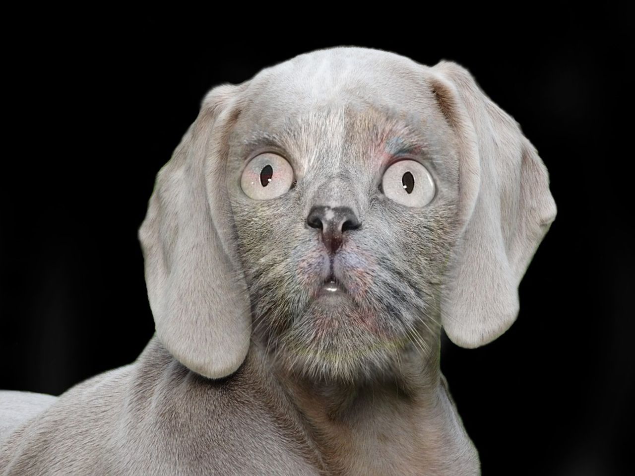 Katter större mobbare än hundar