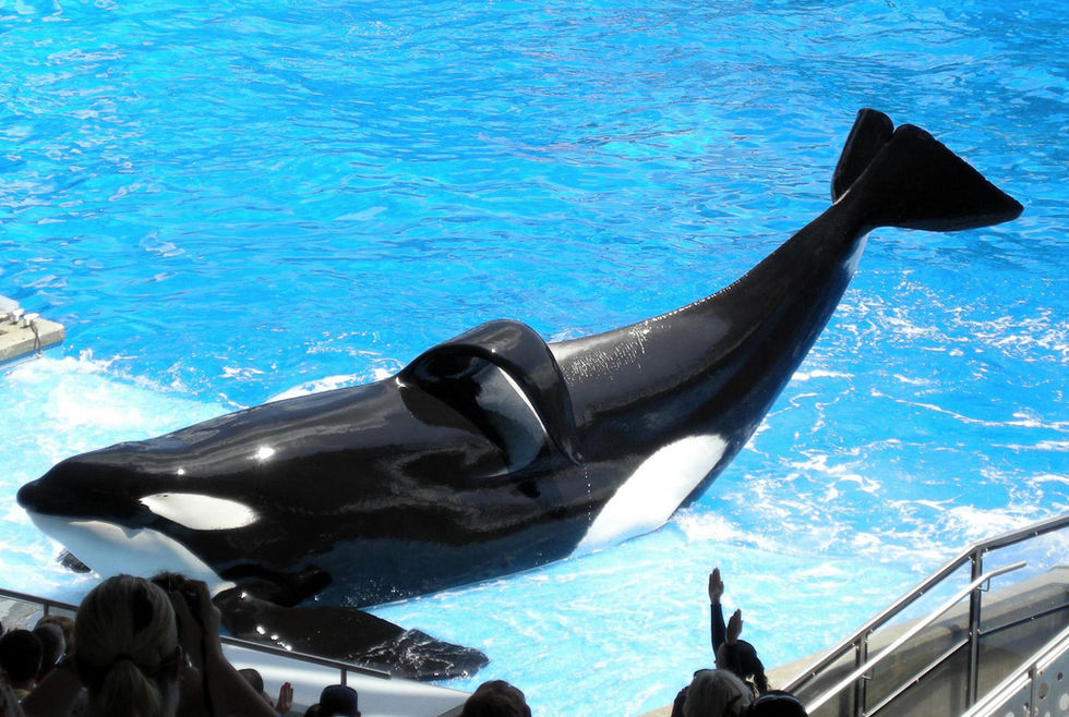Reseföretag slutar arrangera resor till SeaWorld