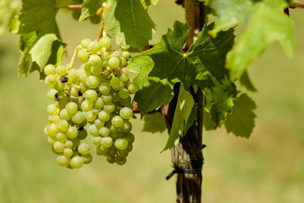 Forskare tar fram resistenta vindruvor till vin