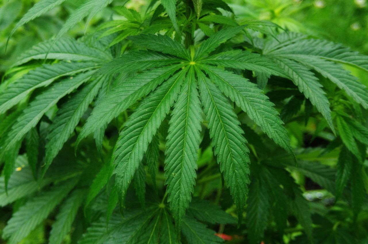 Cannabis-användningen i Sverige ökar